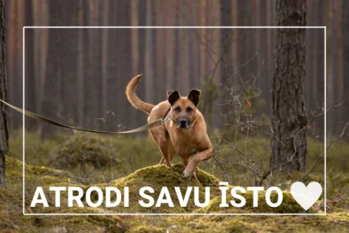 2 mēnešu laikā skolēni motivācijas programmas ietvaros ziedo 200 eiro dzīvnieku patversmei Ulubele